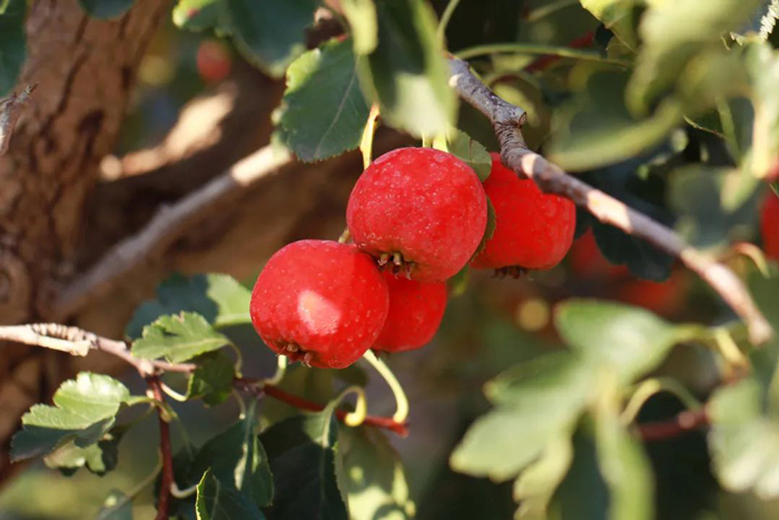 16507812754171096sGf.jpg 26.jpg